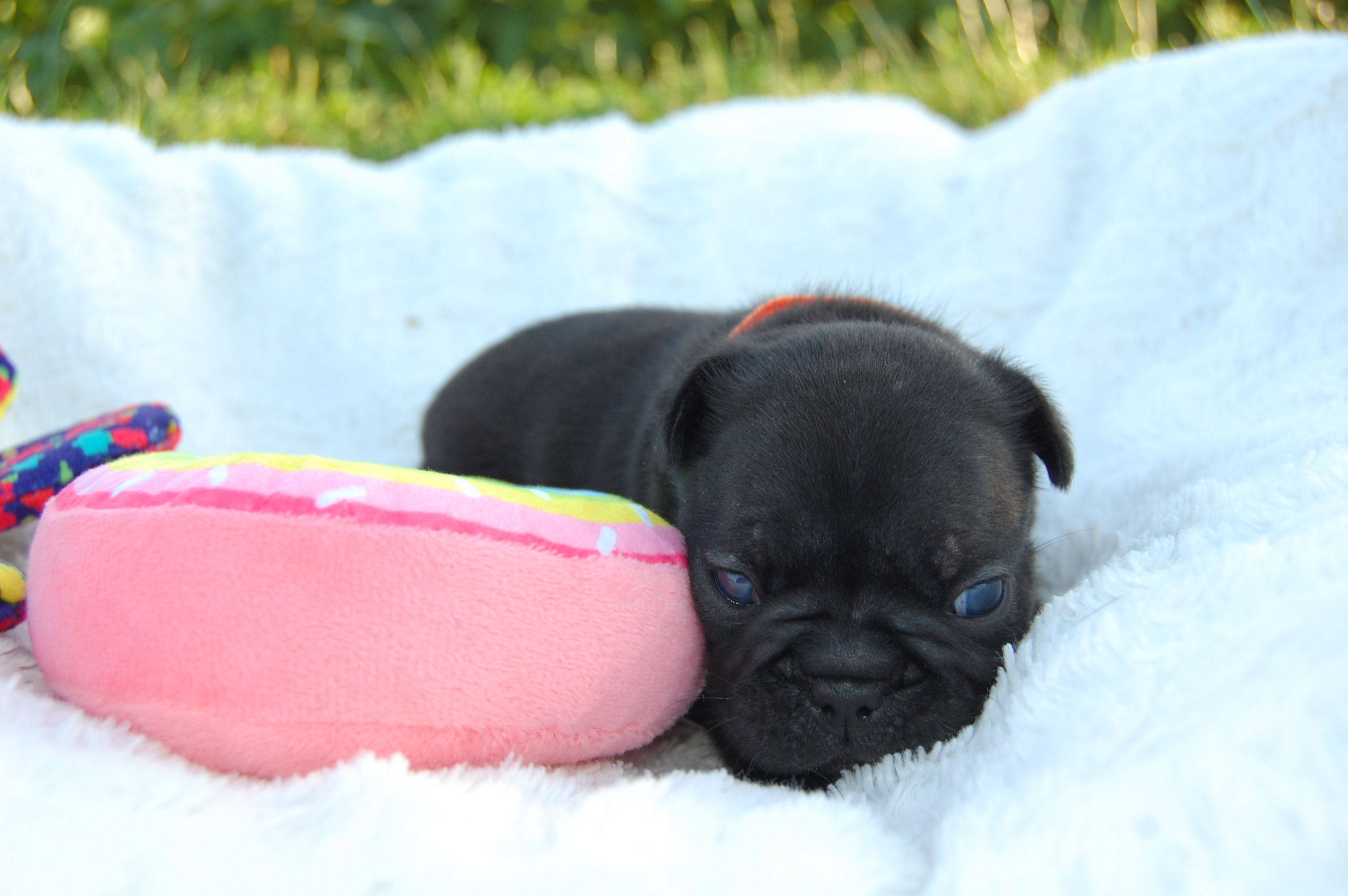  <svg class='orange'></svg> <b>Ma Cherry Melody</b> <svg class='orange'></svg>